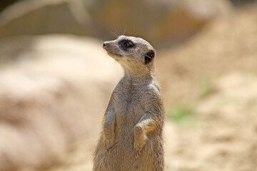 Suricate or meerkat (Suricata suricatta), Botswana