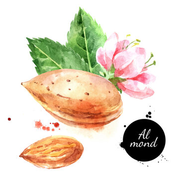 Watercolor almond nut illustration. Vector painted isolated superfood on white background