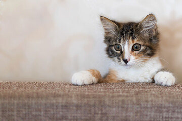 a funny little kitten is sitting on the couch. he is red, black and white. He has paws of different colors. It is tricolor.There is a place for your text.Suitable for notebooks, calendars