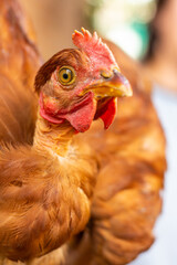 Homemade live red chicken with red scallop close-up. High quality photo