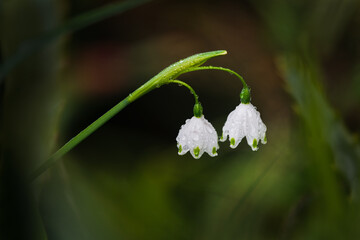 Obraz premium Close-up image of tiny white snowdrop flowers (Galanthus) with raindrops against nature blurred background
