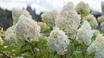 Hydrangea in the garden
