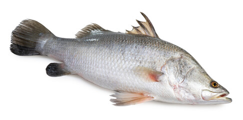 Fresh white striped bass fish isolated on white background, White striped bass fish isolated on white with clipping path. - obrazy, fototapety, plakaty