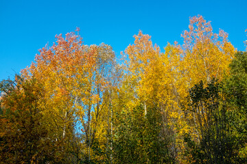 Fototapeta premium Autumn landscape. Yellow trees against a bright blue sky.