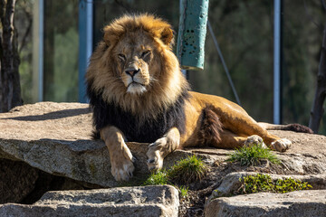 The lion, Panthera leo is one of the four big cats in the genus Panthera