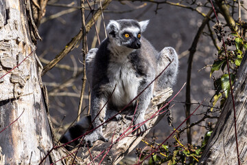 The ring-tailed lemur,Lemur catta with white ringed tail is the most known lemur