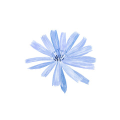 Chicory watercolor blue flower isolated on white background. Hand drawing illustration. Perfect for herbal card, medical design.