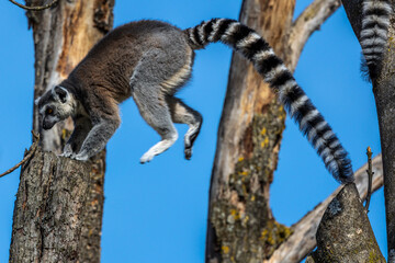 The ring-tailed lemur,Lemur catta with white ringed tail is the most known lemur