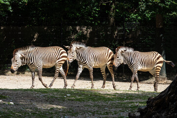 Hartmann's Mountain Zebra, Equus zebra hartmannae. An endangered zebra