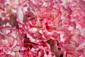 Closeup of lovely pink and white carnations in full bloom on a bright sunny summer day.