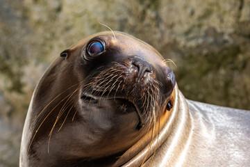 The South American sea lion, Otaria flavescens in the zoo
