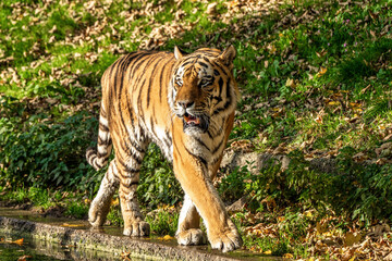 The Siberian tiger,Panthera tigris altaica in the zoo