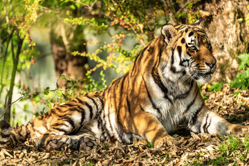 The Siberian tiger,Panthera tigris altaica in the zoo