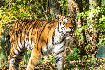 The Siberian tiger,Panthera tigris altaica in the zoo