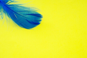 Blue feather on one color background copy space for text