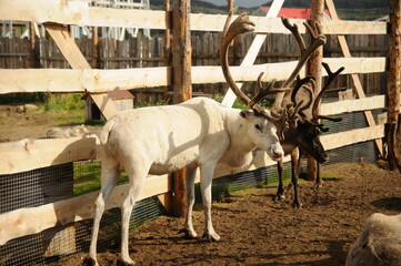 deer, animal, farm, cattle, agriculture, deers, mammal, nature, livestock, grass, farming, rural, countryside, eating, calf, bull, barn, herd, karelia, field, dairy, animals, group