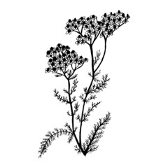Achillea millefolium vector illustration in a linear sketch style medicinal herbs © Nadine.de.trevile