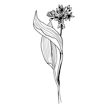 Allium ursinum Vector botanical illustration in a linear  sketch style medicinal herb