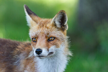 red fox portrait vos