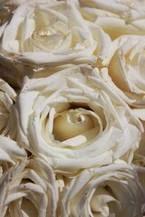 Beautiful close up of a white rose in full bloom on a bright sunny summer day.