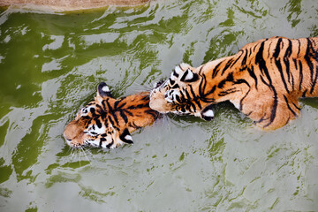 Fototapeta na wymiar Amur tiger swimming in the pool. Portrait of a swimming Siberian Tiger in the safari park.
