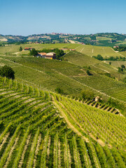 Fototapeta na wymiar Vineyards of Langhe, Piedmont, Italy near Alba at May