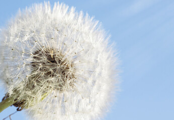 White dandelion on a blue sky background. Copy space