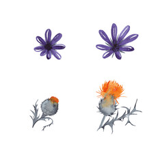 Fototapeta na wymiar Halloween decorative violet and orange flowers. Thorn thistle and dark daisies. Watercolor hand painted isolated elements on white background.