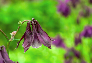 Dark purple Columbine flowers growing in summer garden, selective focus