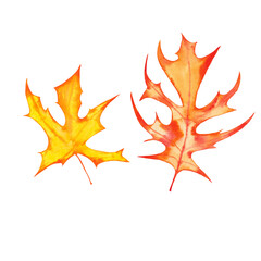 Halloween decorative maple leaves in yellow and orange colours. Watercolor hand painted isolated elements on white background.