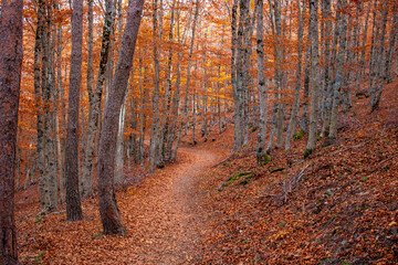 Fototapeta na wymiar Autumn in the Hayedo de la Tejera Negra natural park