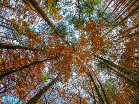 Autumn in the Hayedo de la Tejera Negra natural park