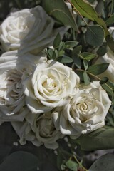Beautiful bouquet of fresh white roses in full bloom on a bright sunny summer day.