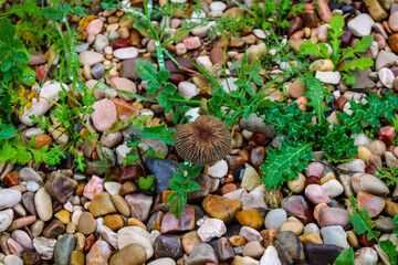Mushroom and autumn leaves on the ground