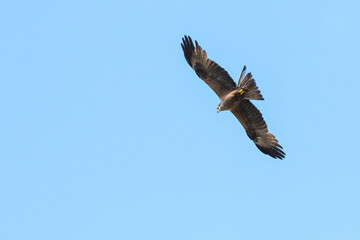 royal kite in flight