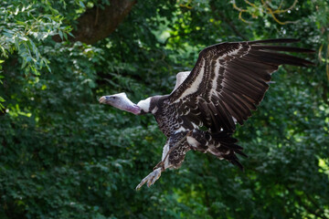 A sparrowhawk vulture flying with a forest in the background.