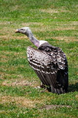 The Sparrowhawk Vulture stands on the grass.