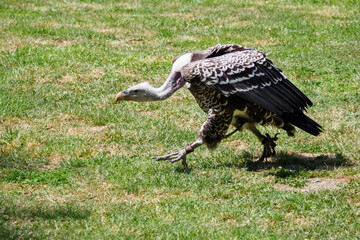 The Sparrowhawk Vulture walks on the grass.