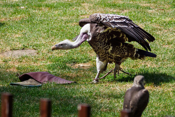 The Sparrowhawk Vulture walks across the grass behind the fence.