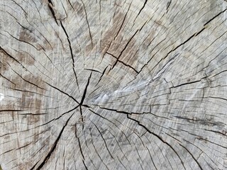 Natural rought wood background texture