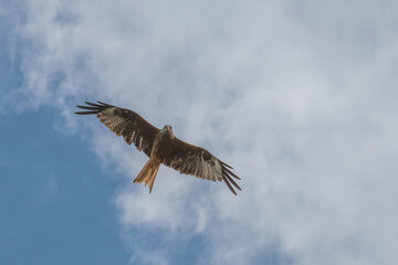 osprey in flight