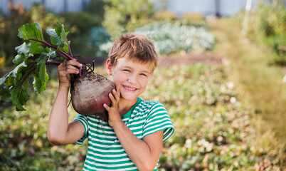 Cute kid boy  holding a fresh harvested  beets in garden. healthy food concept.
