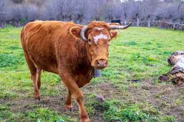 Cow in a field in the winter