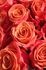 Beautiful bouquet of bright orange and red roses in full bloom on a bright sunny summer day.