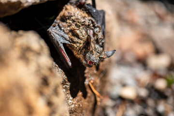 bat on rocks