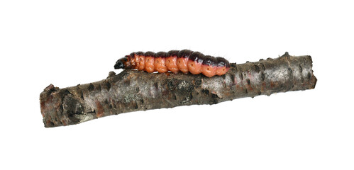 Dig Caterpillar Goat Moth brown-red on a branch isolated on a white background.