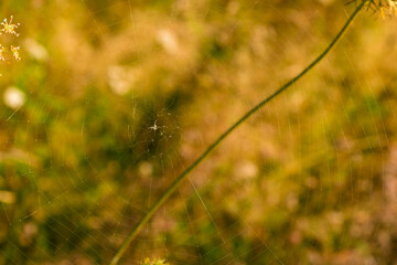 a spider web with a fancy pattern in close proximity 