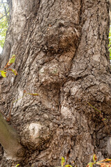 Trunk, bark of an old deciduous tree with unusual growths and scars