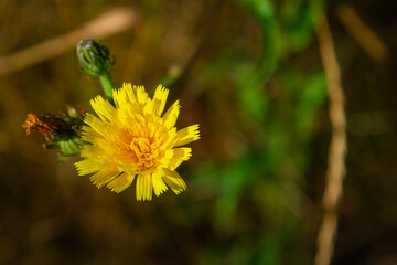 yellow wildflower in the garden macro