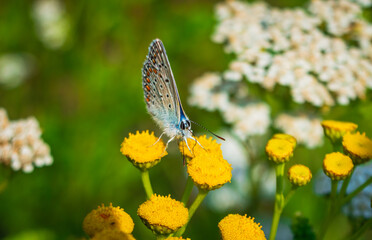 a little butterfly on yellow wildflowers